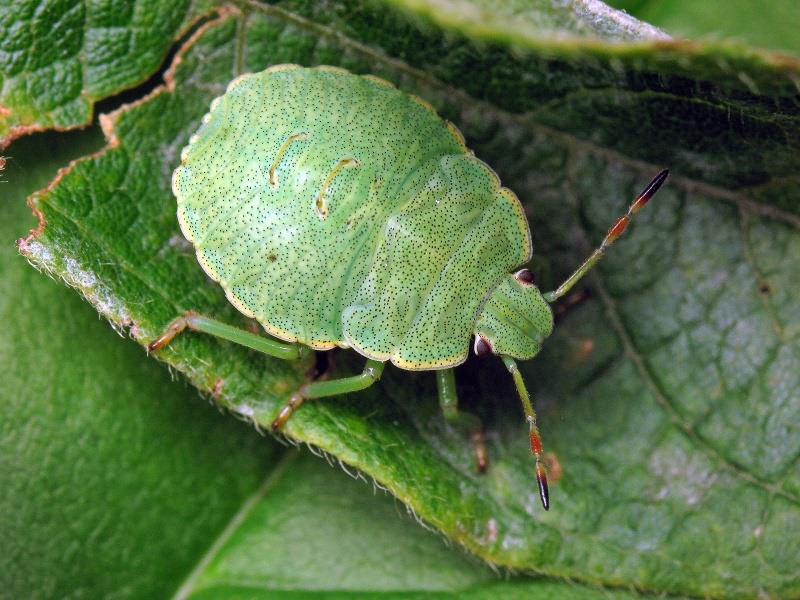 Palomena prasina (Linnaeus, 1761)